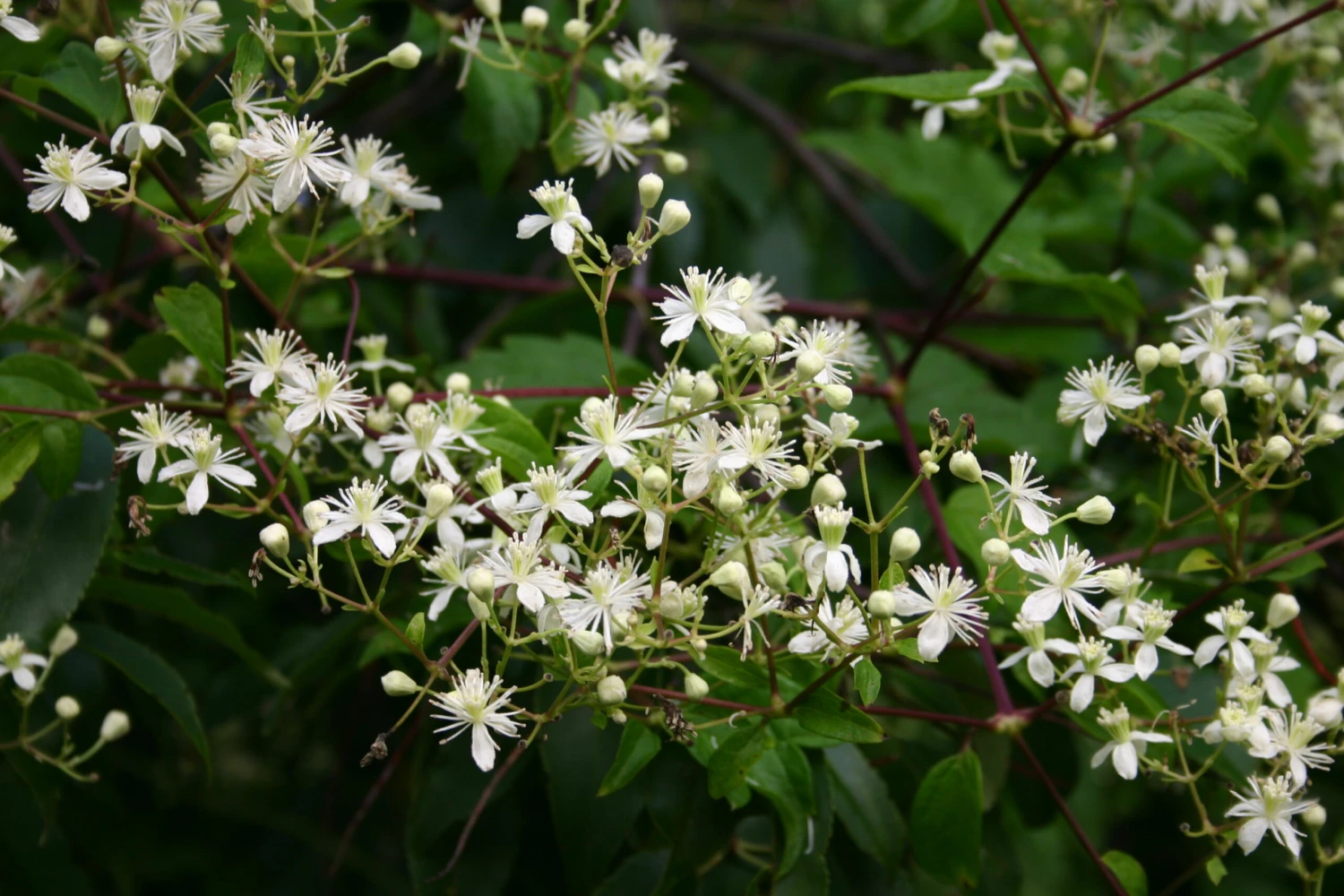 Clematis Virginiana - Fall Blooming Love Vine - 2.5" Pot - Very Hard Vine
