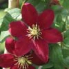 Niobe Clematis Vine -Deep Ruby Red - Majestic - 2.5" Pot