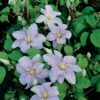 Silver Moon Clematis - 2.5" Pot