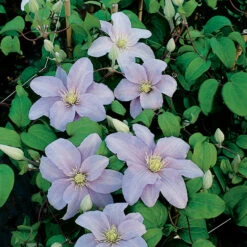 Silver Moon Clematis - 2.5" Pot