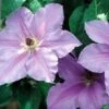 Clematis Ramona - Light Lavender Blue - 2.5" Pot