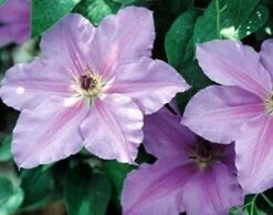 Clematis Ramona - Light Lavender Blue - 2.5" Pot