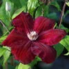 Red/Rouge Cardinal Clematis Vine - Velvety Crimson Flowers - 2.5" Pot