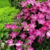 Sprinkles Clematis - Rosy Lavender With Soft White Bars - 2.5" Pot