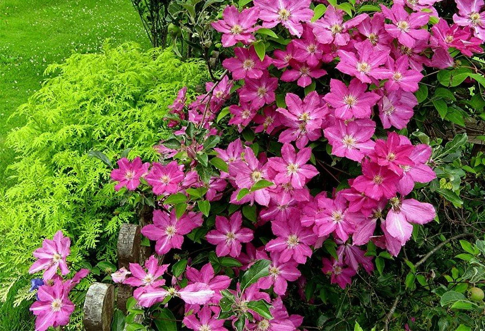 Sprinkles Clematis - Rosy Lavender With Soft White Bars - 2.5" Pot