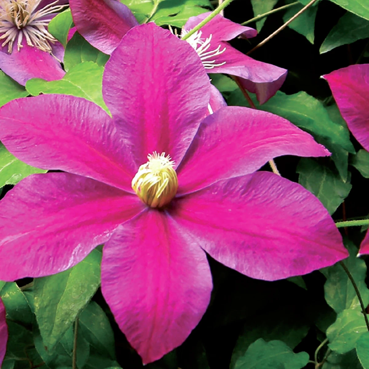 Sunset Clematis - Burgundy Red/Magenta - 2.5" Pot - Image 2