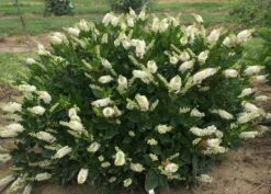 Hummingbird Summersweet - 4" Pot - Clethra Alnifolia