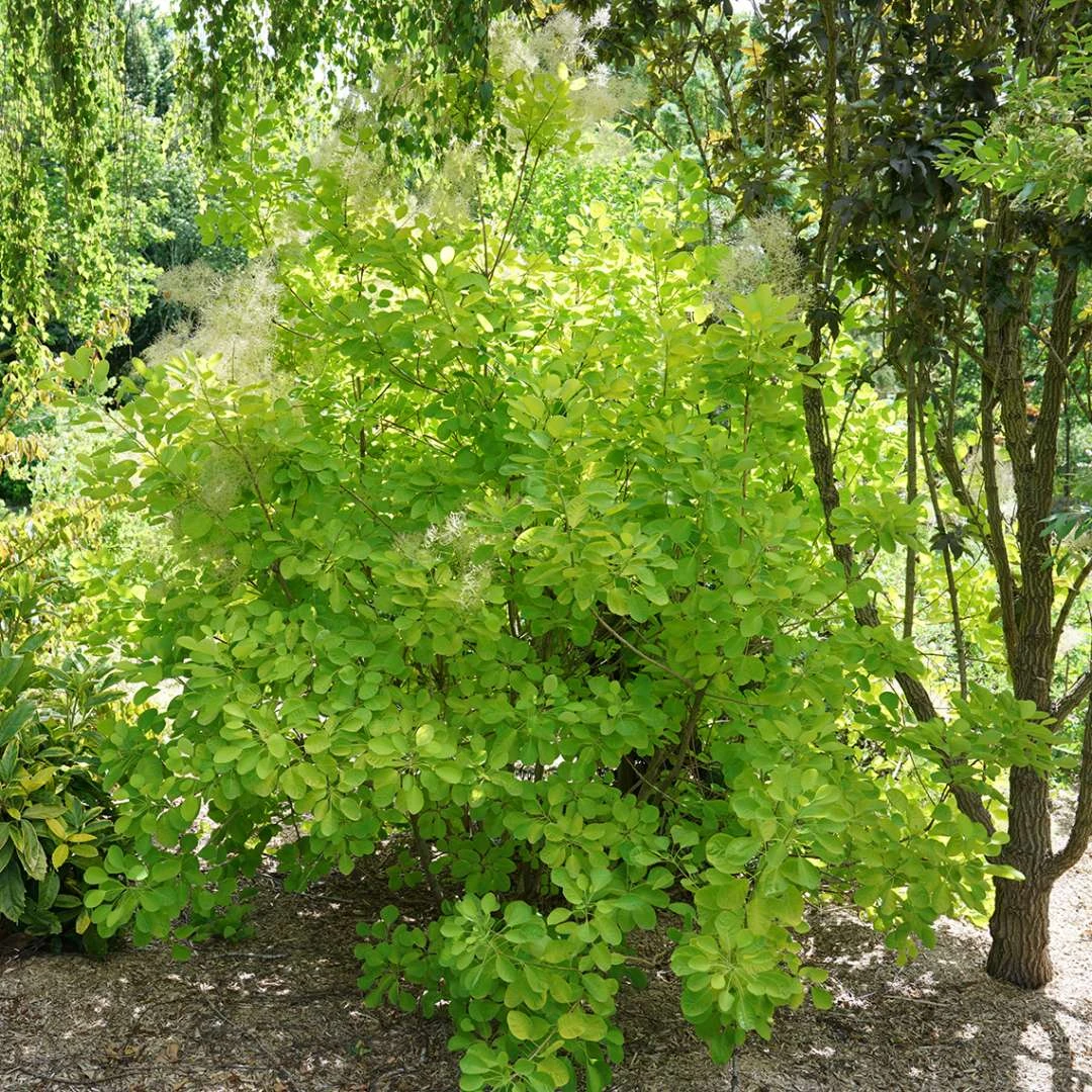 Winecraft Gold™ Smokebush - 4" Pot - Cotinus - Proven Winners - Image 3