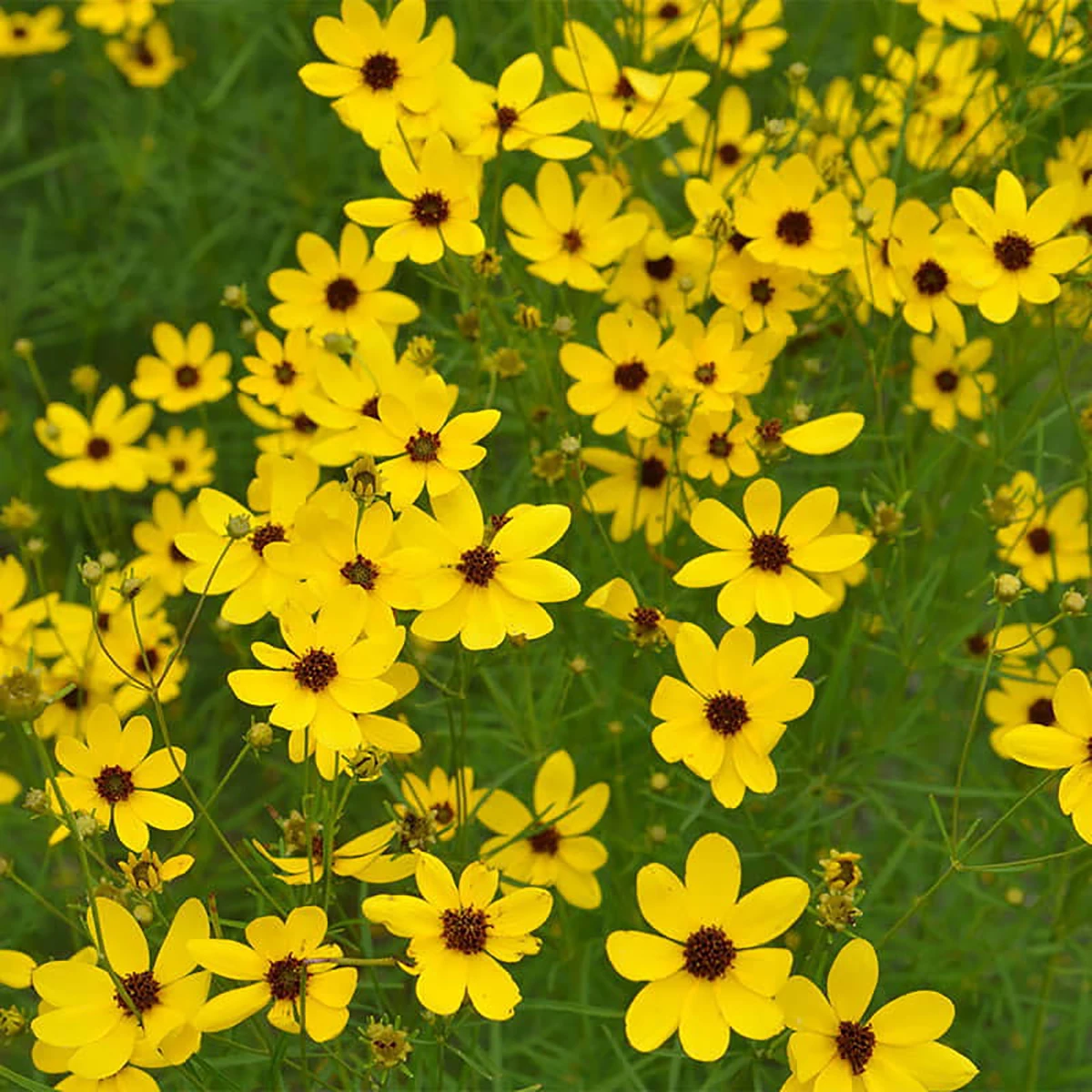 Gilded Lace Coreopsis Tickseed - Sun Perennial - Gallon Pot