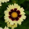 Up Tick Cream & Red Coreopsis -Tickseed - Perennial - Gallon Pot