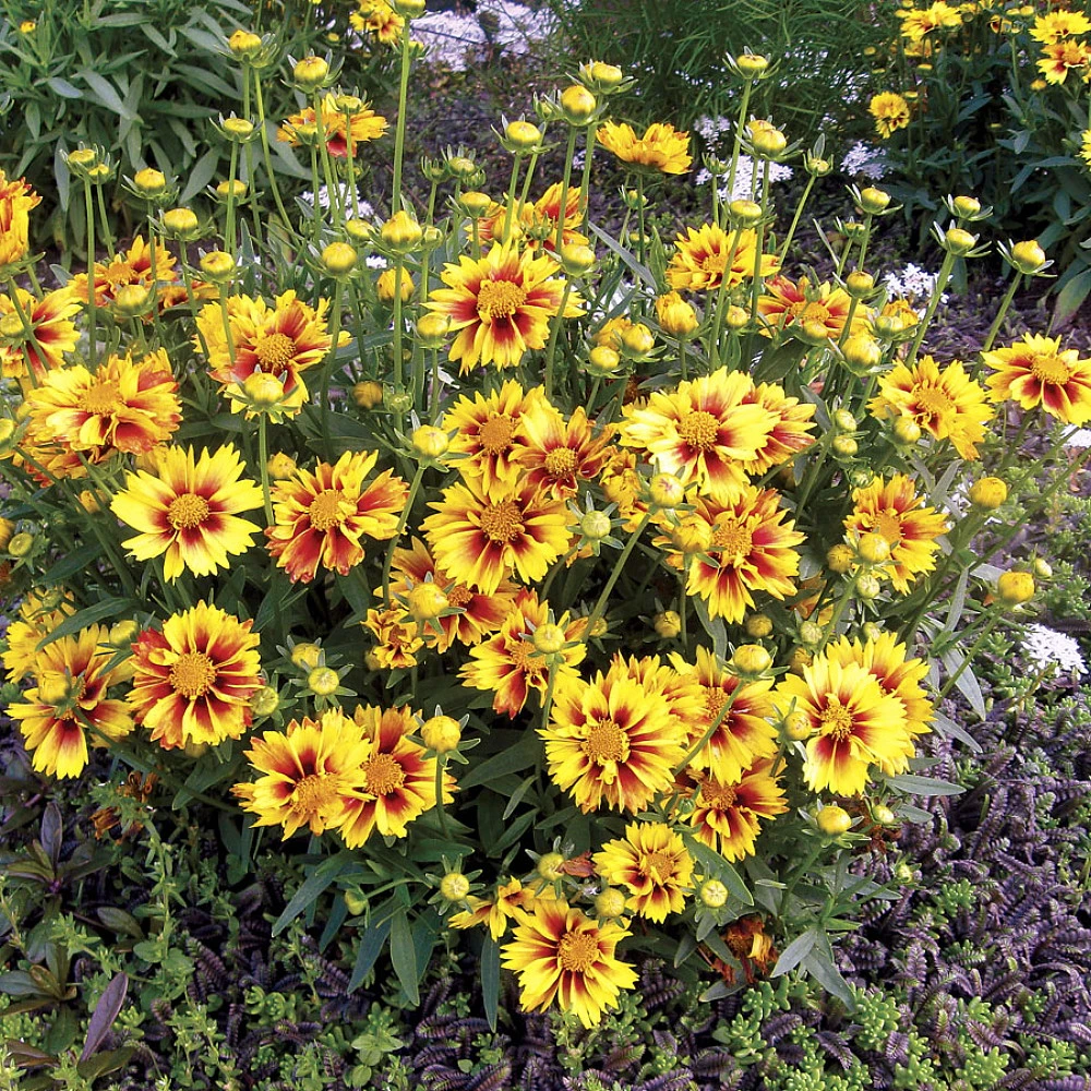 LI'L BANG™ Enchanted Eve Coreopsis Tickseed Perennial Plant - Quart Pot - Image 2