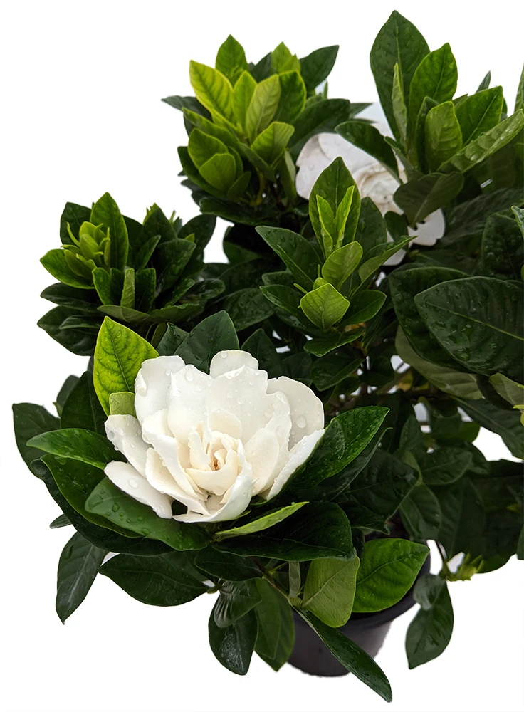 Corsage Gardenia Plant - Gardenia Jasminoides - 4" Pot