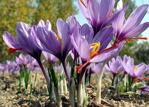 Saffron Crocus 25 Bulbs + Saffron Bulb Food - Crocus Sativus -Immediate Shipping - Image 3