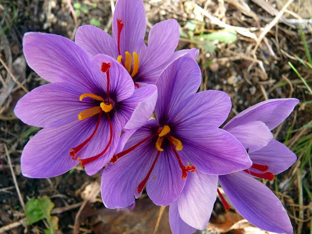 Saffron Crocus 25 Bulbs + Saffron Bulb Food - Crocus Sativus -Immediate Shipping - Image 8