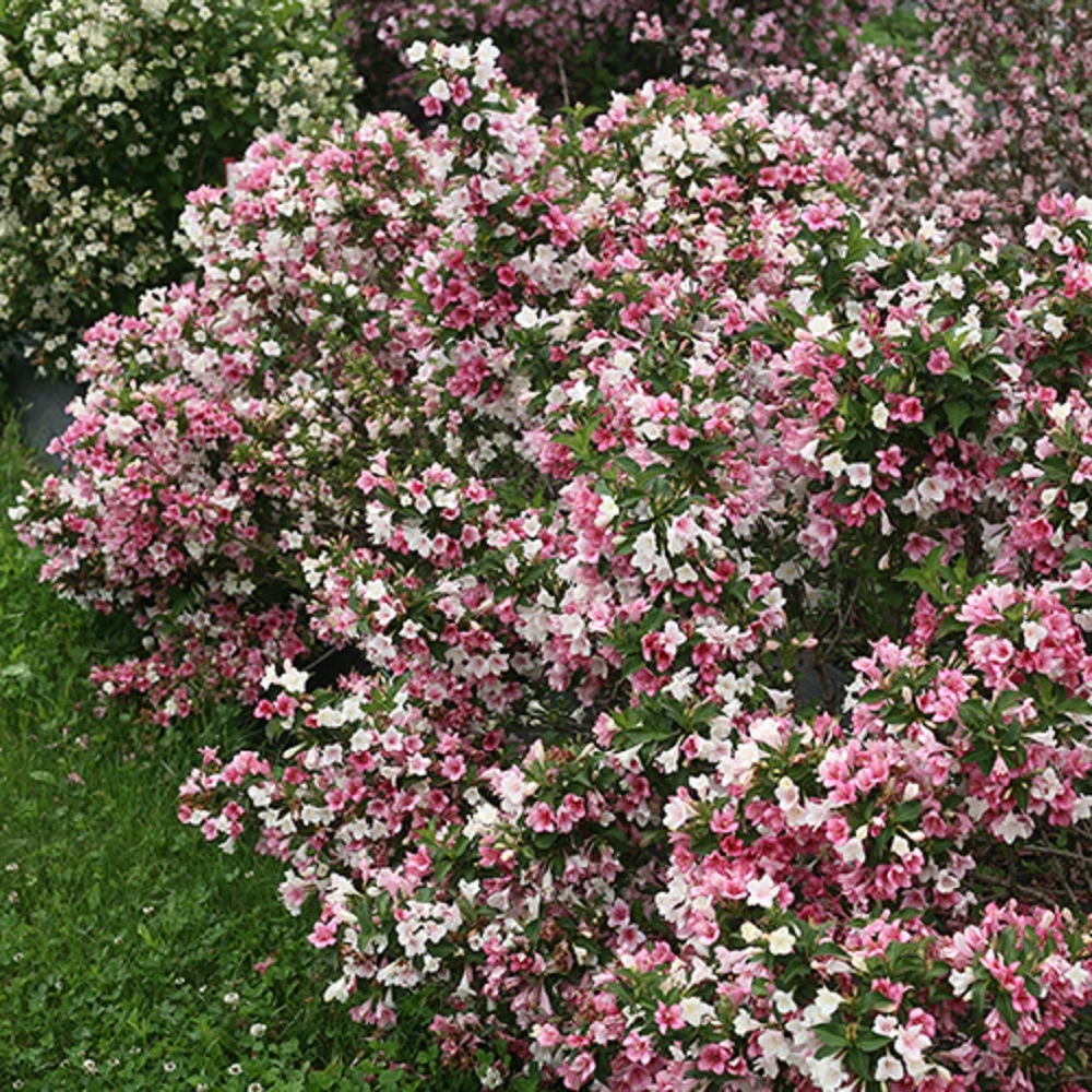 Czechmark Trilogy® Weigela - 4" Pot - Proven Winners - Image 2