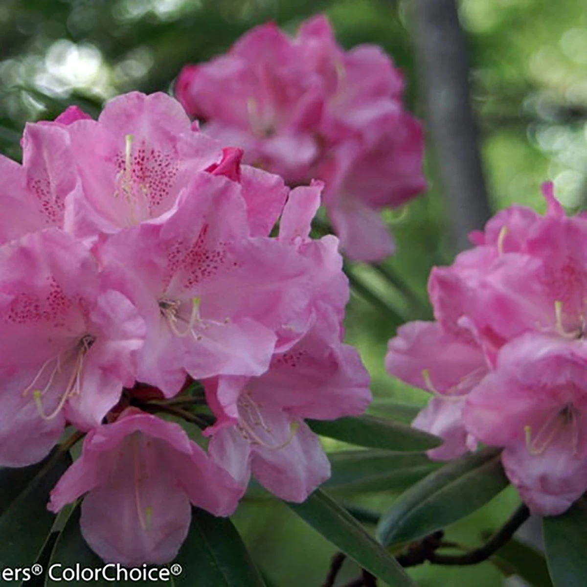 Dandy Man® Pink Rhododendron - Quart Pot - Proven Winners - Image 2