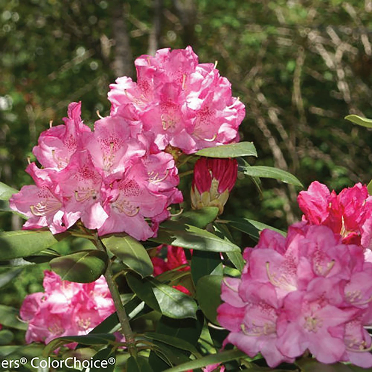 Dandy Man® Pink Rhododendron - Quart Pot - Proven Winners