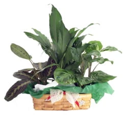 Red & Green Prayer Plant, Peace Lily In Holiday Wicker Basket - 10" X 4" X 3"
