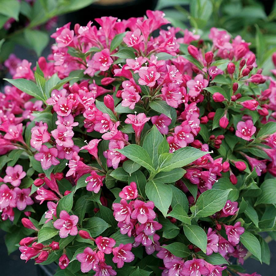 SnippetĀ® Dark Pink Weigelia - Proven Winners - 4" Pot