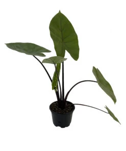 Dark Star Elephant Ears Plant - Alocasia - HUGE LEAVES - 4" Pot