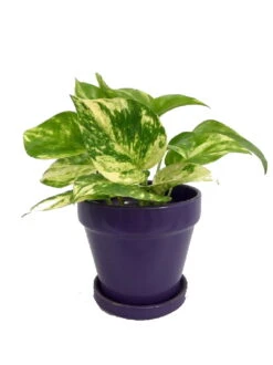 Hirt's Golden Devil's Ivy In 4" Glazed Ceramic Pot - Pothos - Epipremnum