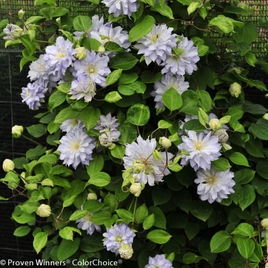 Diamond Ball Clematis - 4" Pot - Proven Winners - Image 4