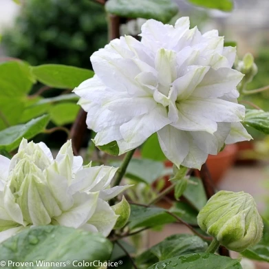 Diamond Ball Clematis - 4" Pot - Proven Winners - Image 2