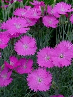 Fire Witch Dianthus Perennial - Spicy Fragrance! - Quart Pot - Image 4