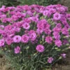 Dianthus Pretty Poppers™ Goody Gumdrop - Semi-Double Blooms - Quart Pot