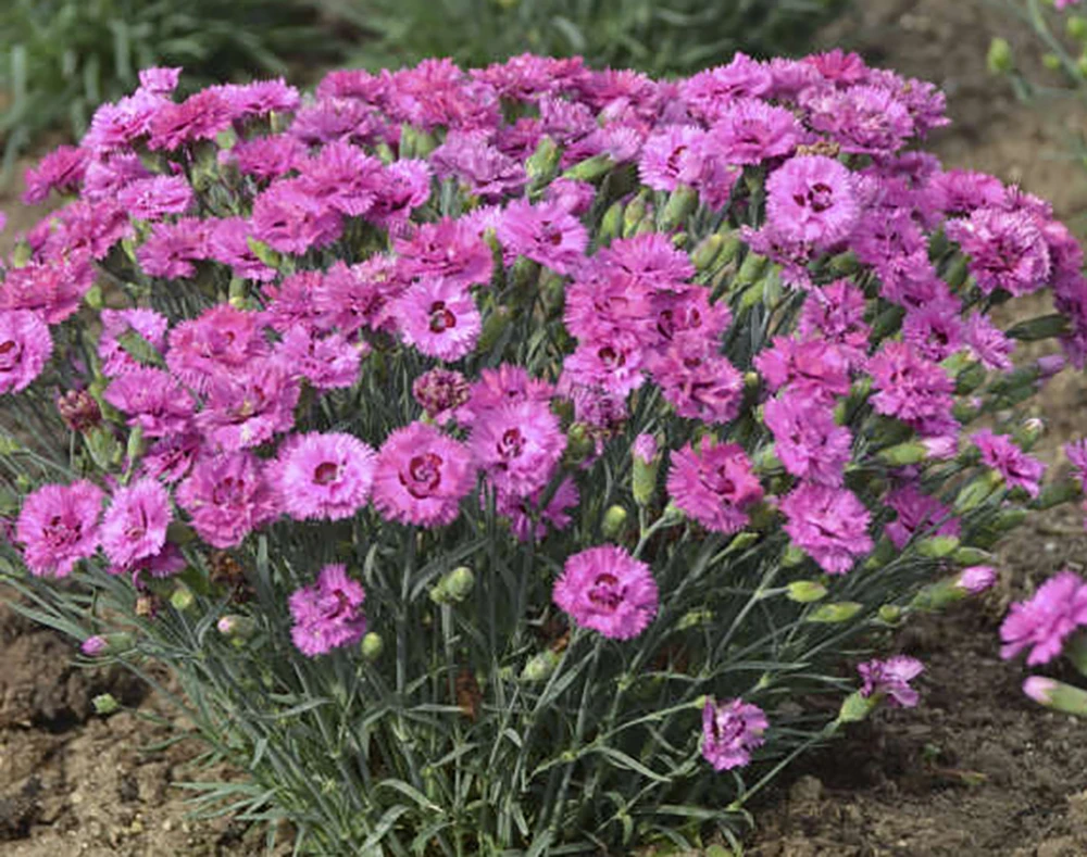 Dianthus Pretty Poppers⢠Goody Gumdrop - Semi-Double Blooms - Quart Pot