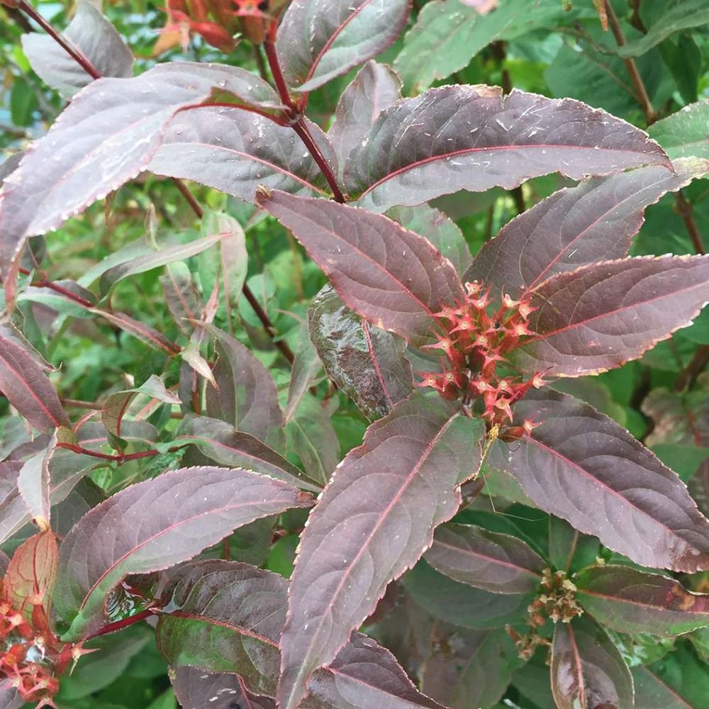 KODIAK® Red Bush Honeysuckle - 4" Pot - Diervilla - Proven Winners - Image 2