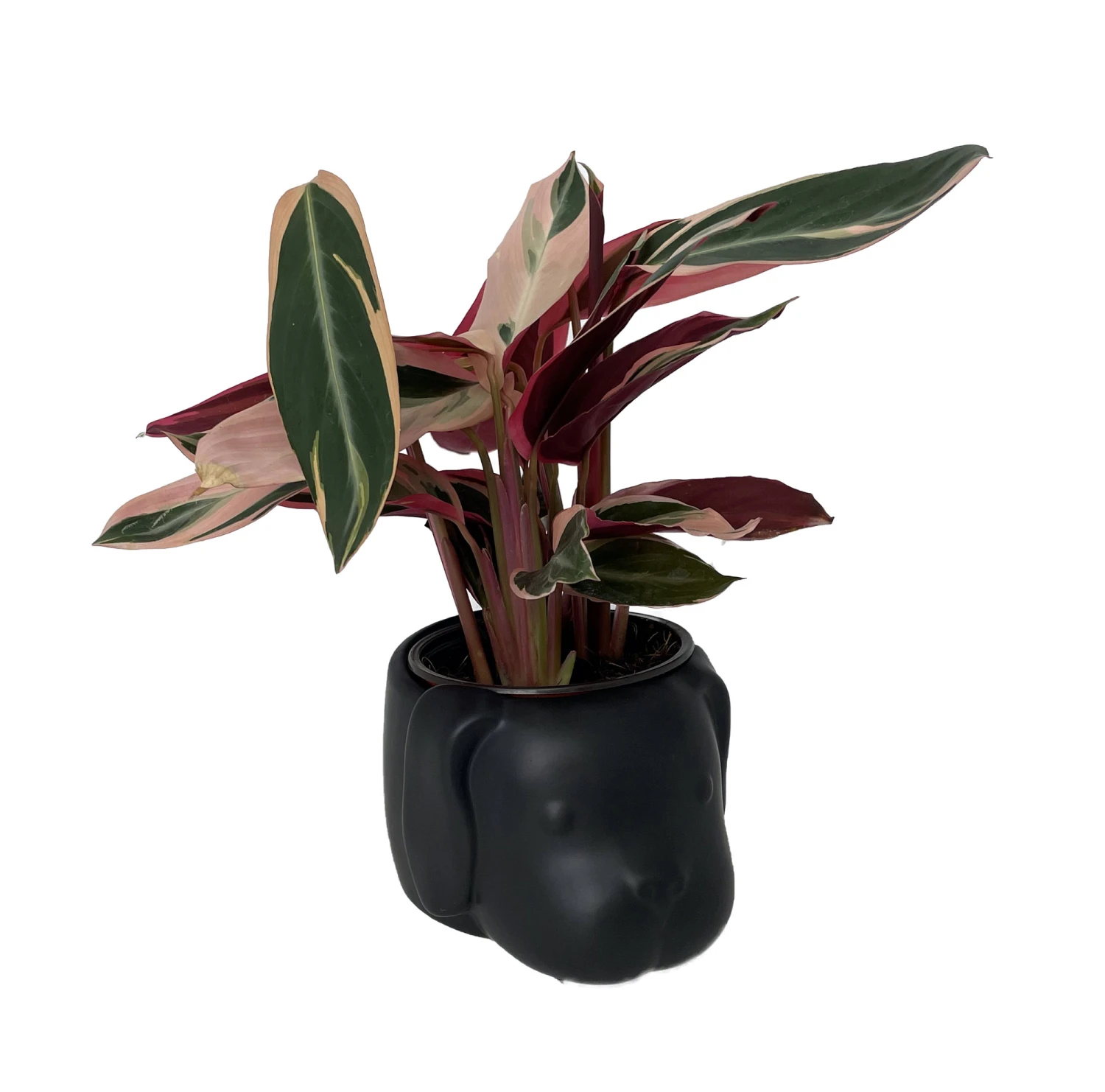 Black Puppy Ceramic Animal Pot - 6" X 4" - NEW