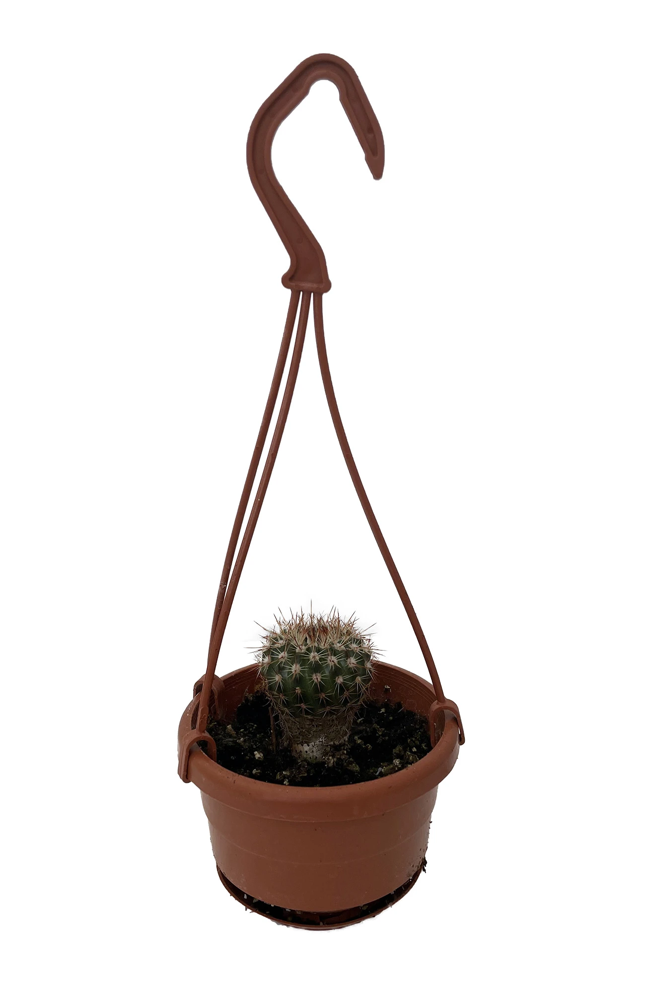 Dome Barrel Cactus - 4" Mini Hanging Basket - Easy House Plant - Image 2