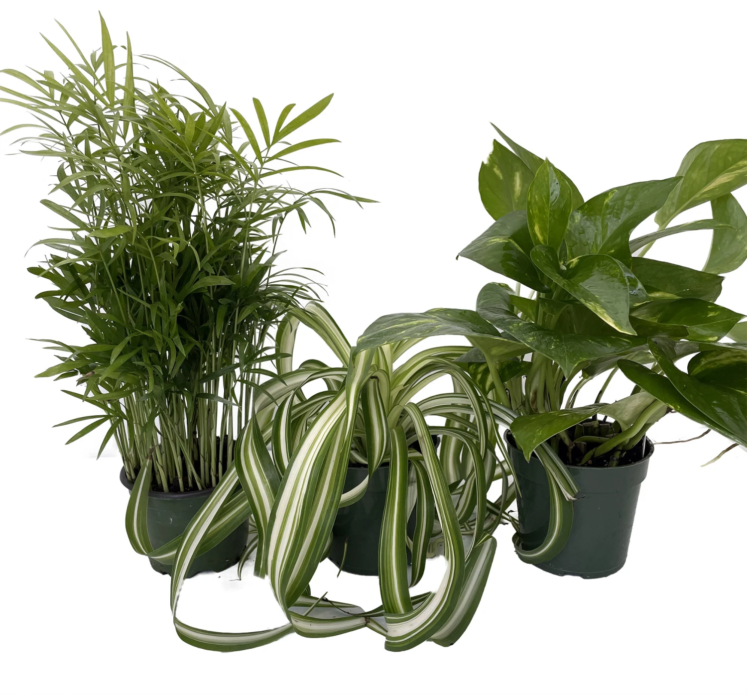 Dorm Room Plant Collection - Parlor Palm/Spider Plant/Pothos - 3 Pack In 4" Pots