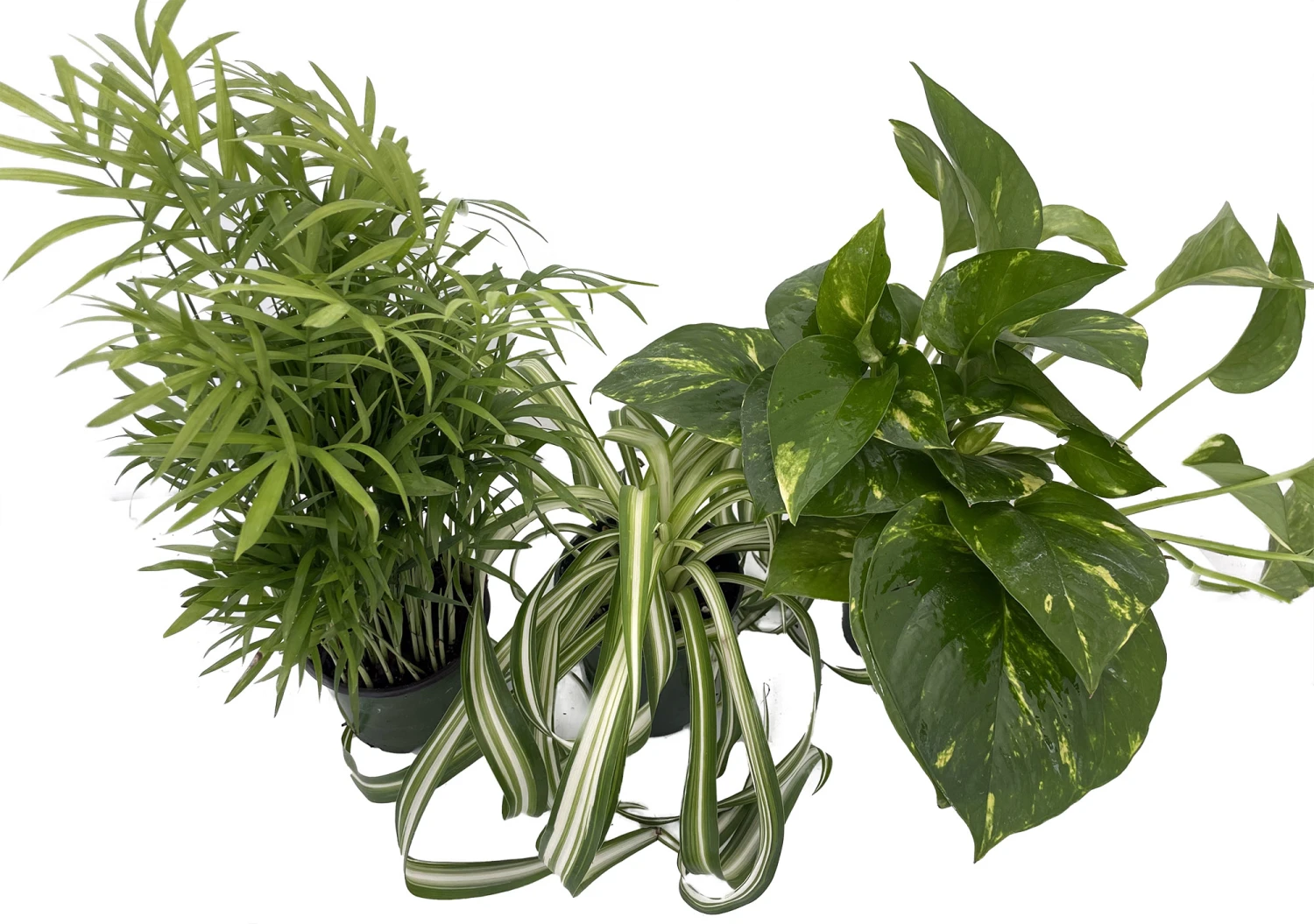 Dorm Room Plant Collection - Parlor Palm/Spider Plant/Pothos - 3 Pack In 4" Pots - Image 2
