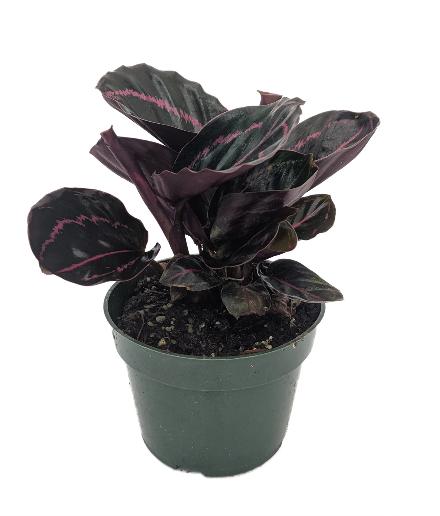 Dottie Rose Painted Prayer Plant - Calathea Roseopicta 'Dottie' - Easy - 4" Pot - Image 2