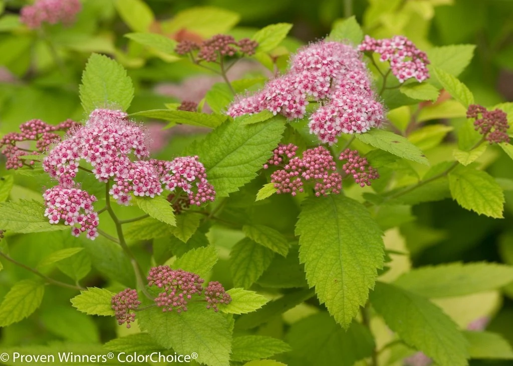 Double Play Big Bang® Spirea - Hardy Flowering Shrub - 4" Pot - Proven Winners - Image 2