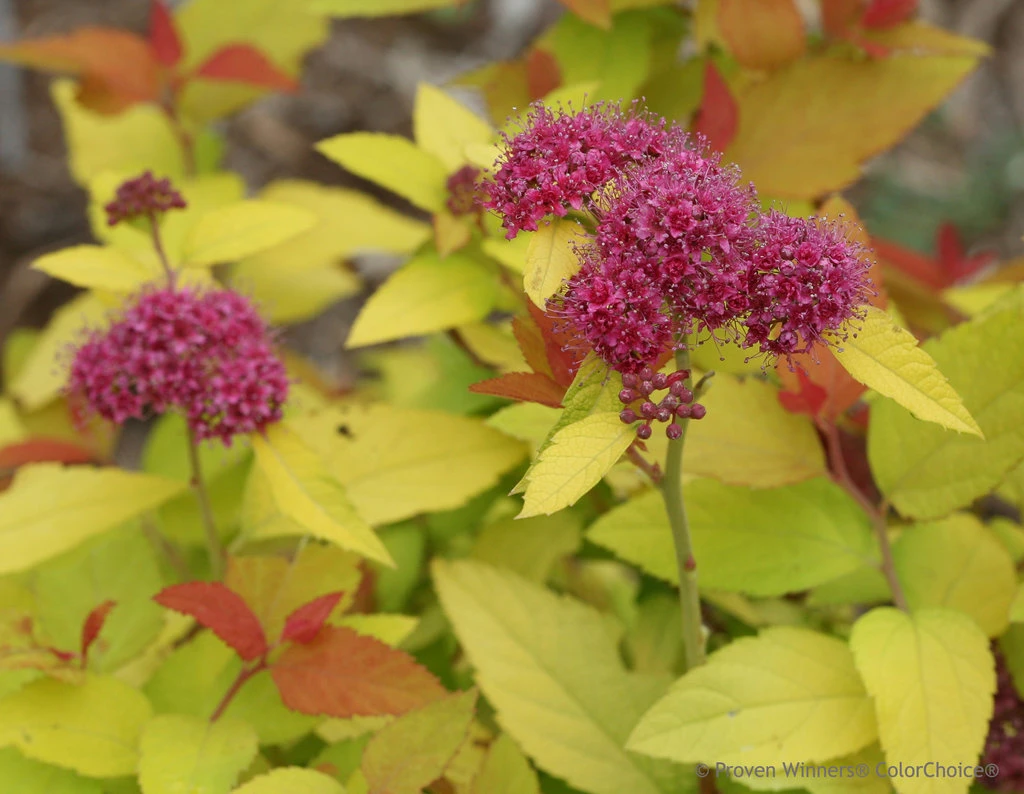 DOUBLE PLAY® CANDY CORN® Spirea - 4" Pot - Proven Winners - Image 3