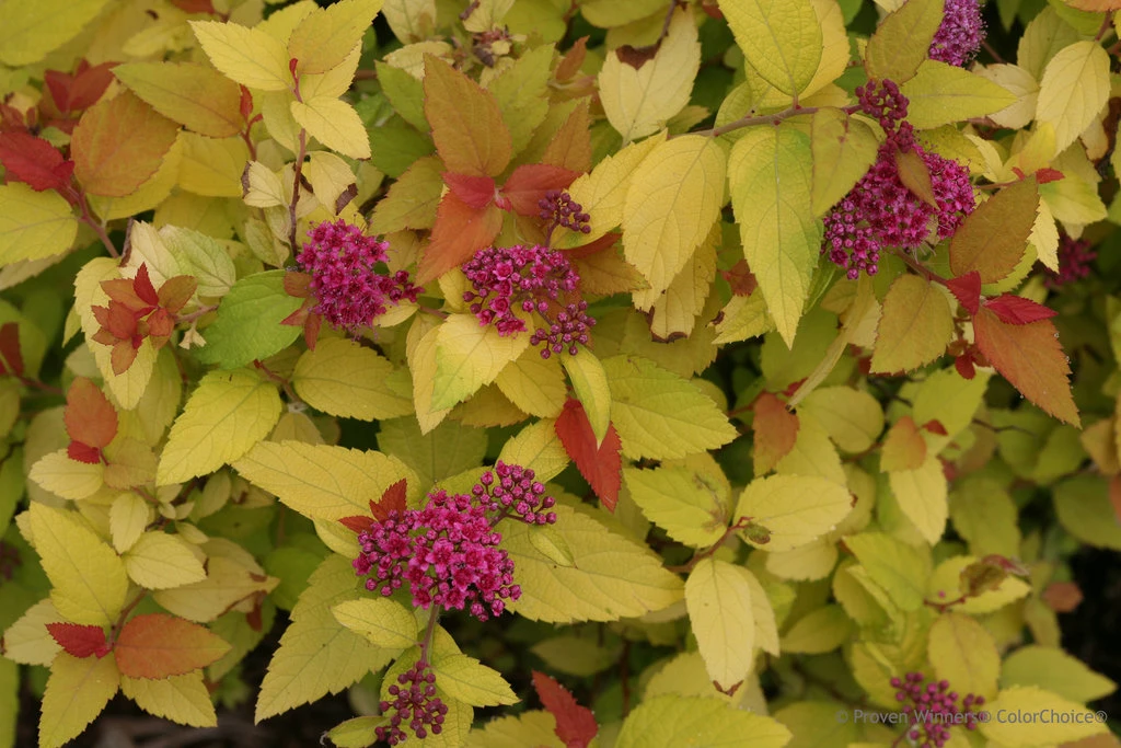DOUBLE PLAY® CANDY CORN® Spirea - 4" Pot - Proven Winners - Image 2