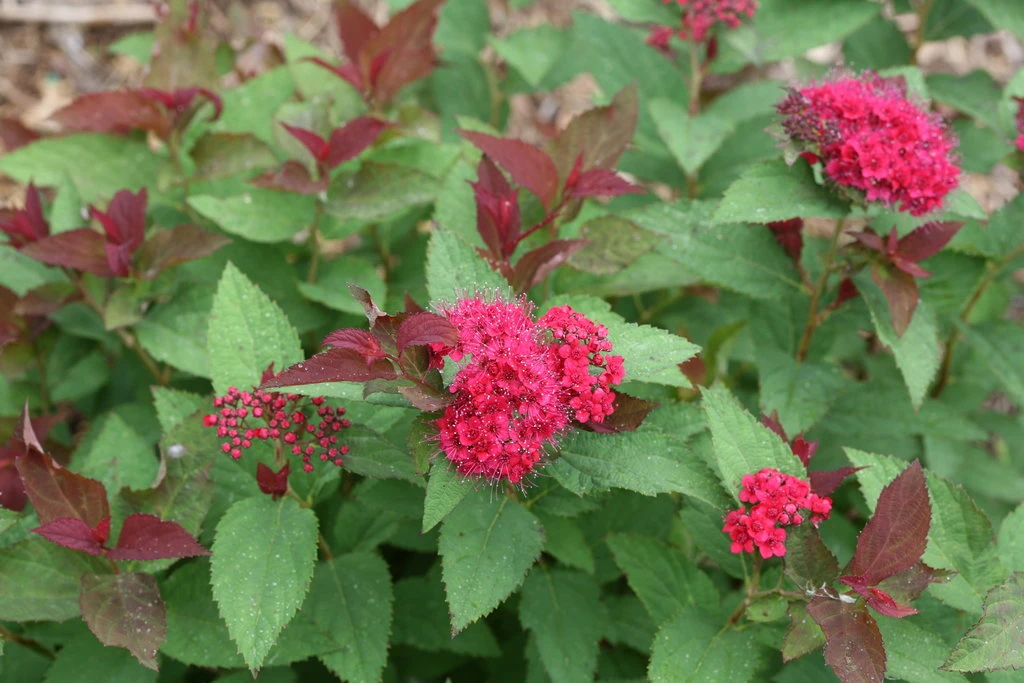 DOUBLE PLAY DOOZIE® Spirea - 4" Pot - Proven Winners - Image 2