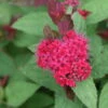 DOUBLE PLAY DOOZIE® Spirea - 4" Pot - Proven Winners