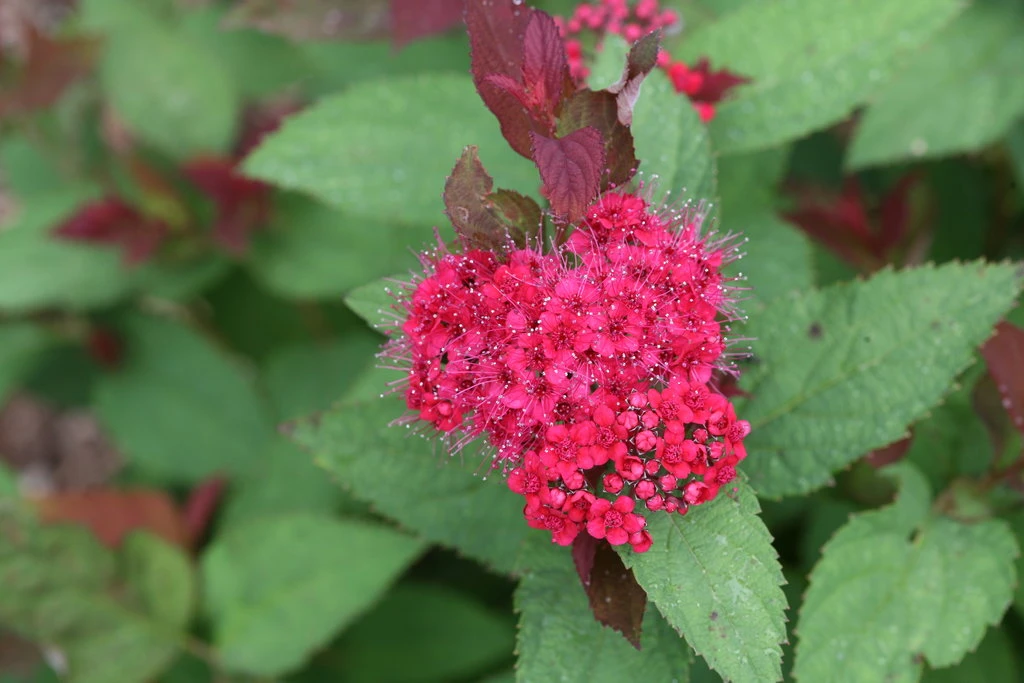 DOUBLE PLAY DOOZIE® Spirea - 4" Pot - Proven Winners
