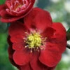 Double Take™ Chaenomeles Scarlet Storm PPAF- Flowering Quince - Proven Winners