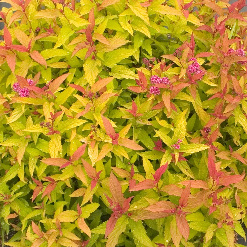 Double Play® Gold Spiraea - 4" Pot