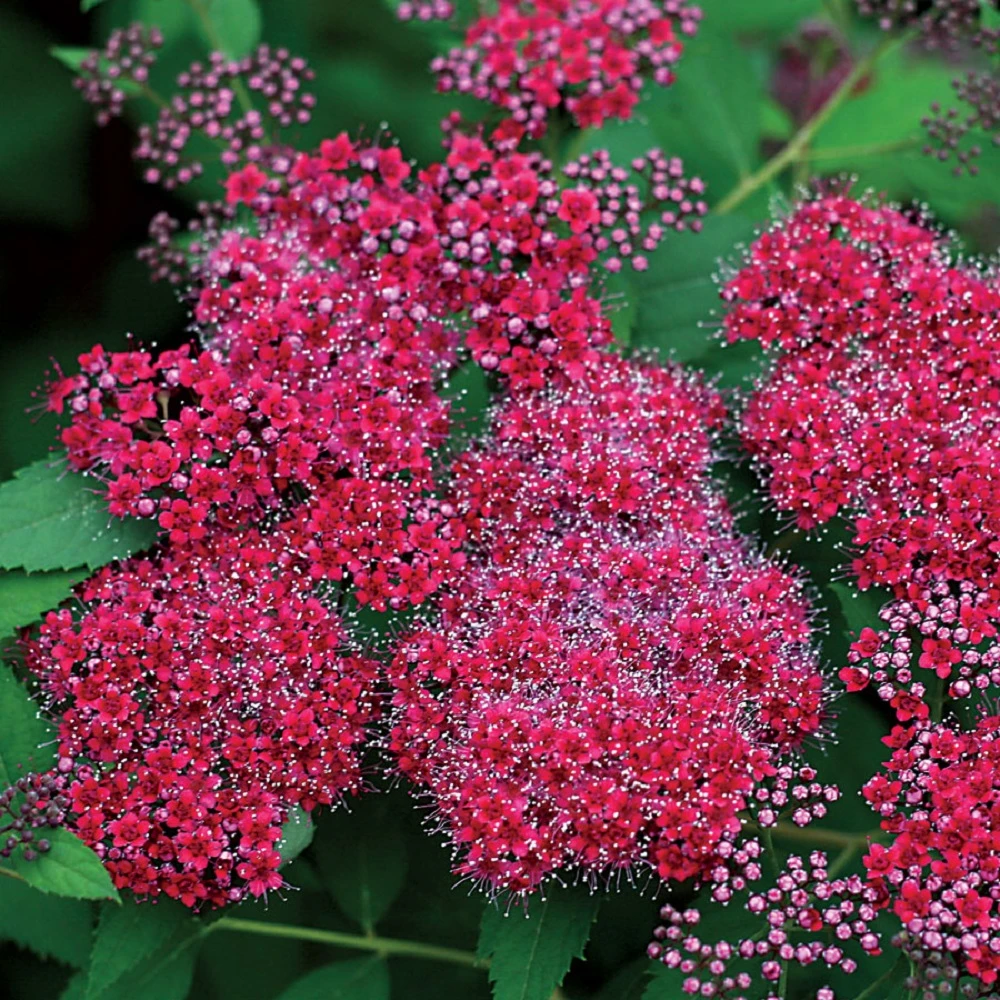 Double Play® Red Spiraea - 4" Pot - Proven Winners