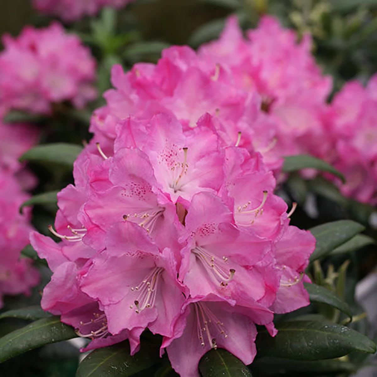 Dandy Man® Pink Rhododendron - Quart Pot - Proven Winners - Image 3