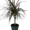 Madagascar Cane Dragon Tree - Dracaena Marginata - 6" Pot