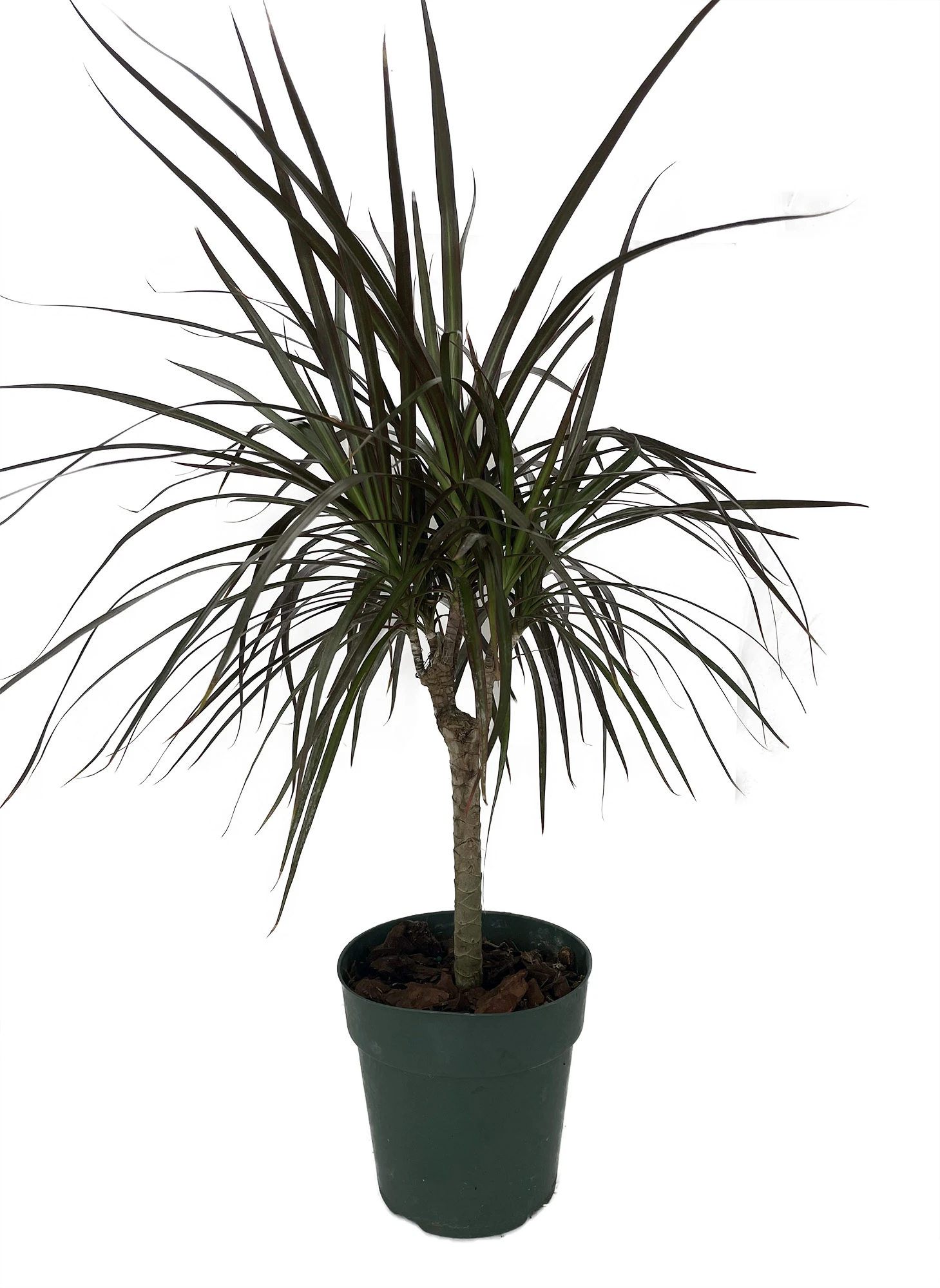 Madagascar Cane Dragon Tree - Dracaena Marginata - 6" Pot