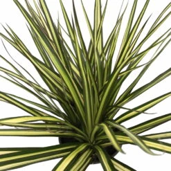 Kiwi Dragon Tree - Dracaena Marginata - Easy To Grow House Plant - 5" Pot