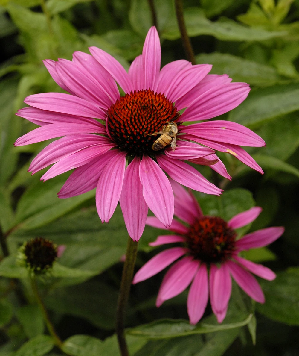 Ruby Star Coneflower Perennial - Echinacea - Quart Pot - Image 2